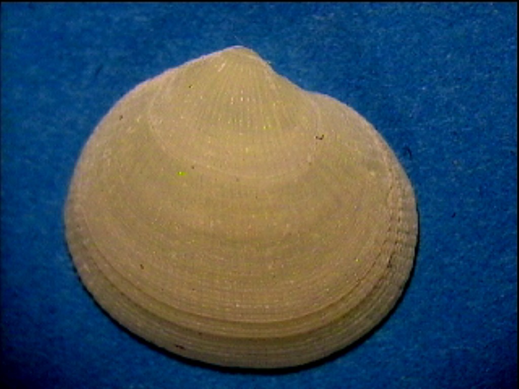 Thyasira reticulata  .... Pliocene Astigiano