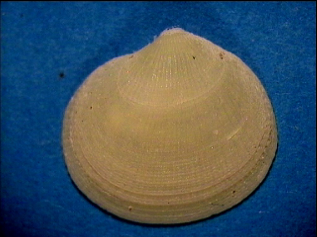 Thyasira reticulata  .... Pliocene Astigiano