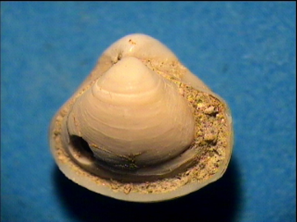 Corbula gibba (Olivi, 1792) - Pliocene - Liguria