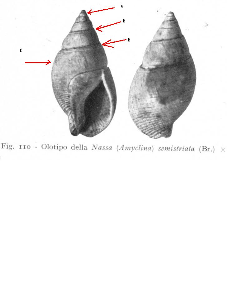 gasteropode pliocene biellese - Nassarius sp.