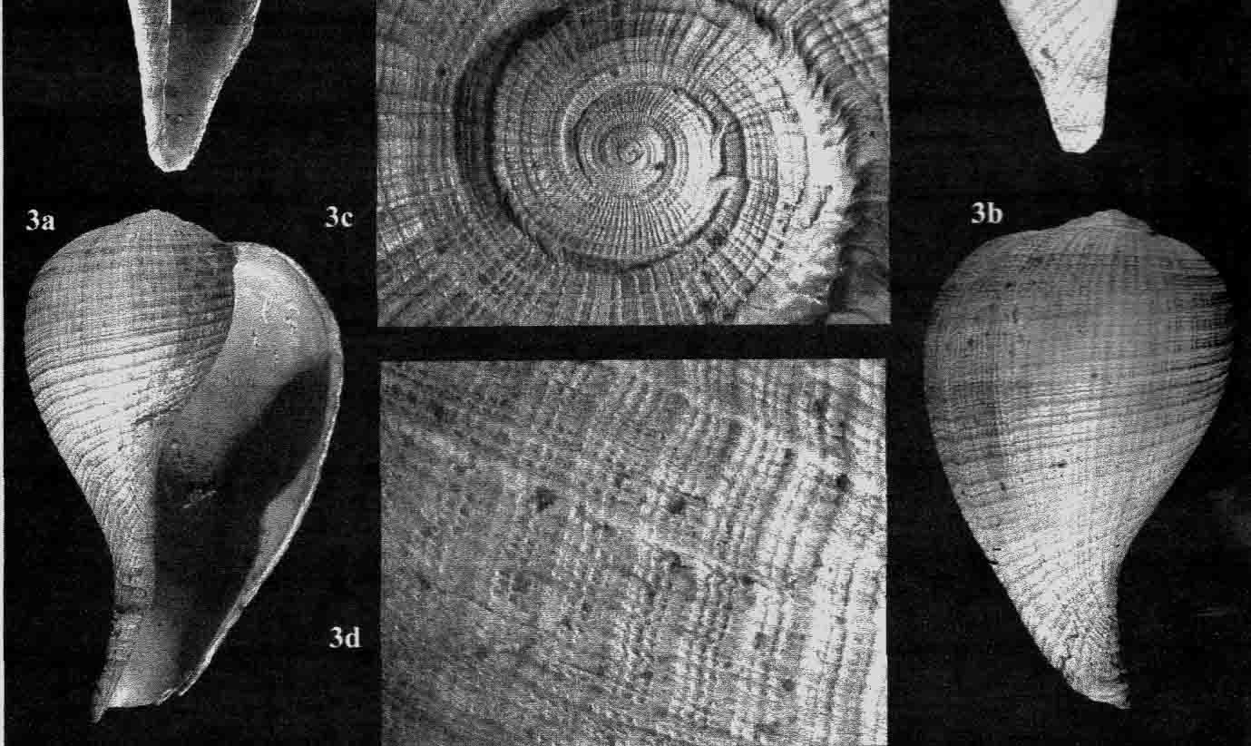 Ficus ficoides (Brocchi,1814) Pliocene Villalvernia (AL)