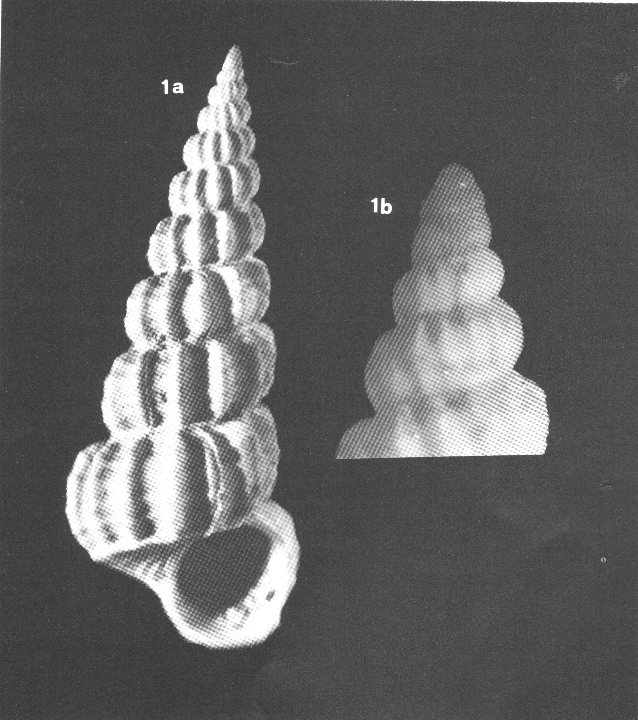 Claviscala richardi?