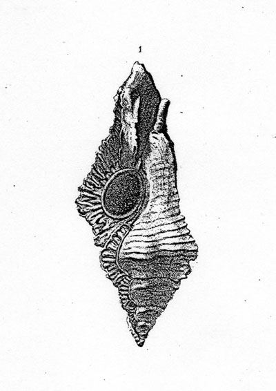 Purpurellus veranyi (Paulucci, 1866) - Pliocene