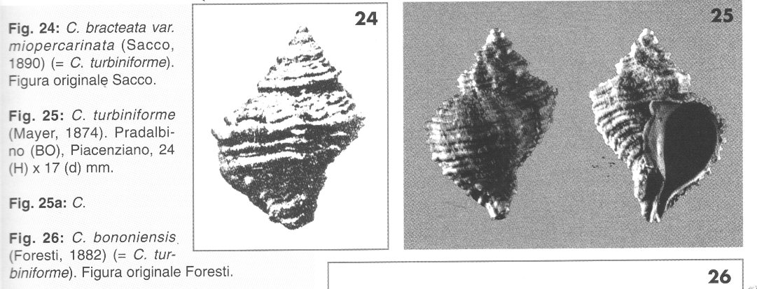 Coralliophila?