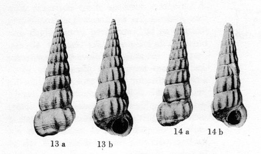 Turriscala torulosa (Brocchi, 1814)