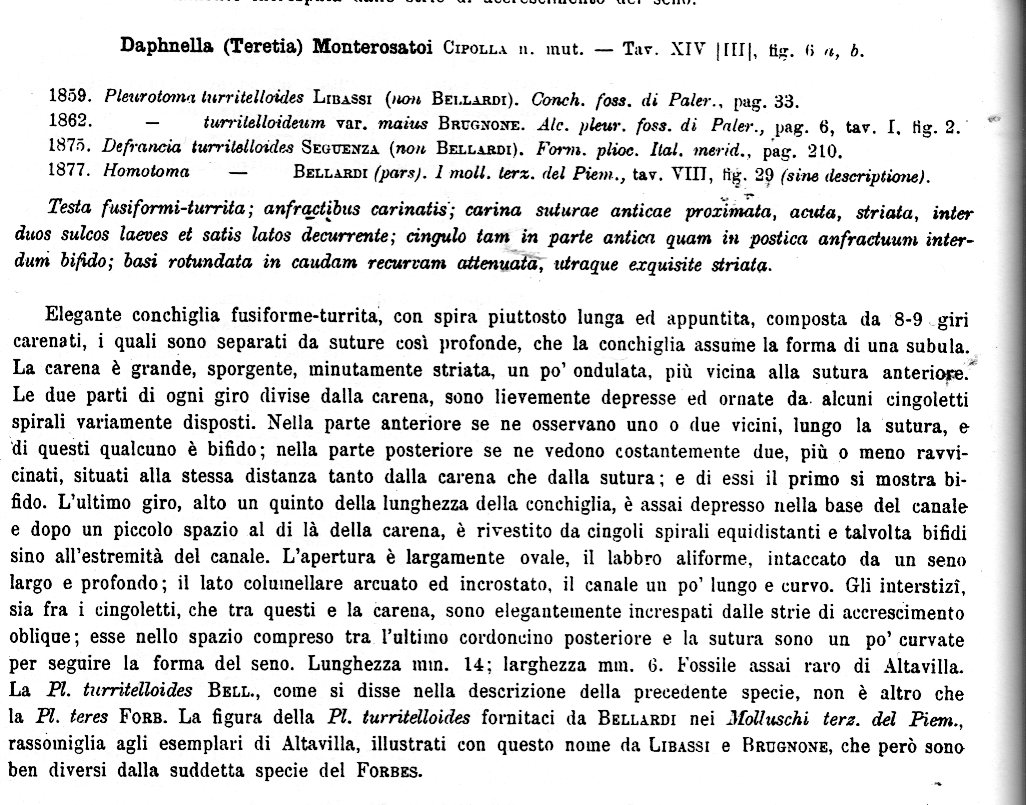 Teretia monterosatoi?