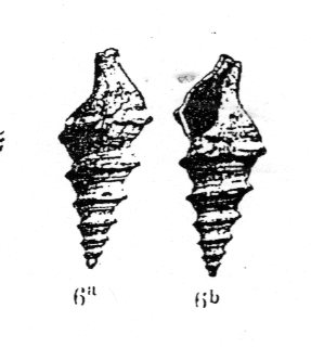 Teretia monterosatoi?