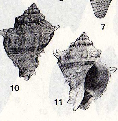 Fossili in soffitta