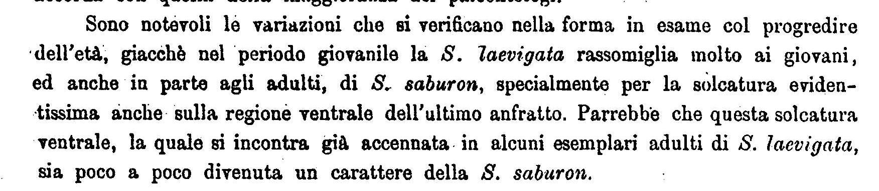 Phalium laevigatum (Defrance, 1817) - Pliocene