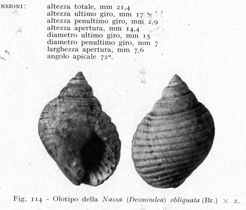 I.D. Fossile - 8