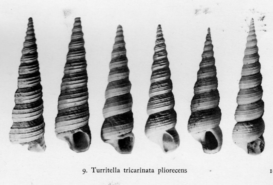 ID Turritella