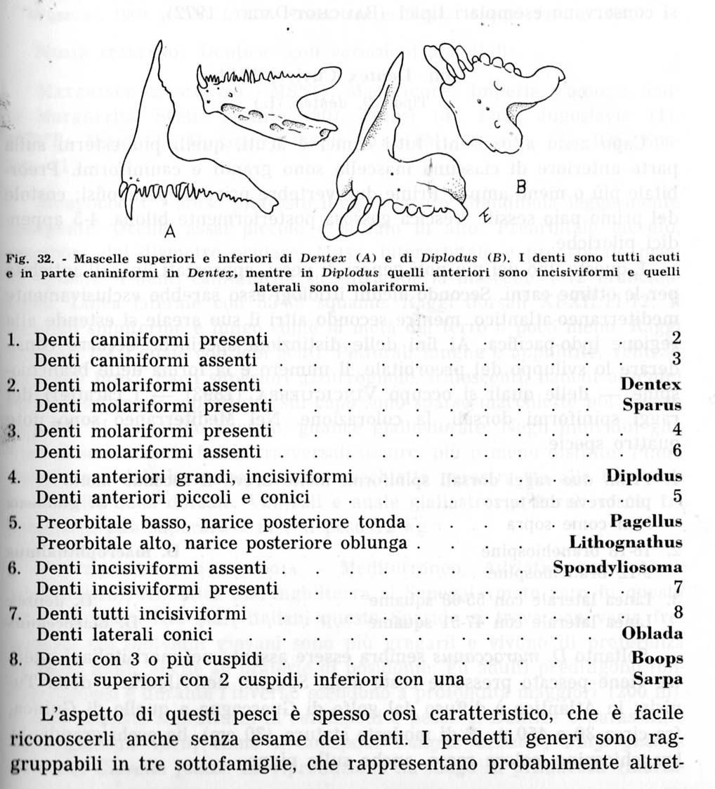 Denti incastonati nella mascella di...... ?