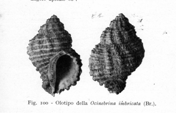 Ocinebrina sp. - Pliocene