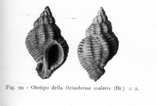 Ocinebrina sp. - Pliocene