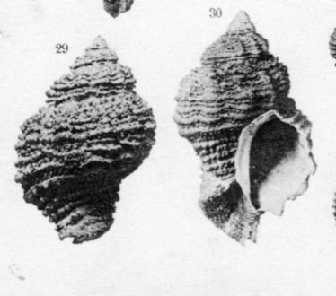 Ocinebrina sp. - Pliocene