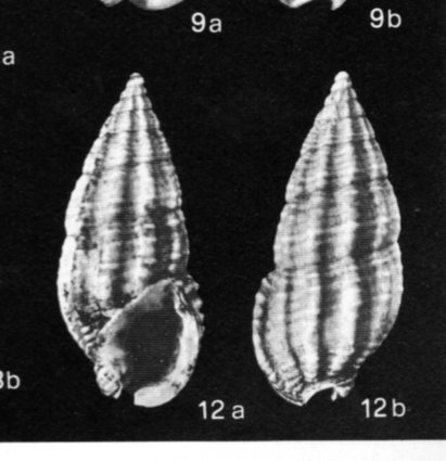 Nassarius labellum Michelotti, 1847, Bonelli m.s.,Tortoniano