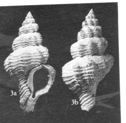 Ocinebrina sp. - Pliocene