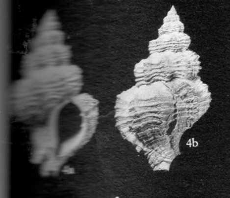 Ocinebrina sp. - Pliocene