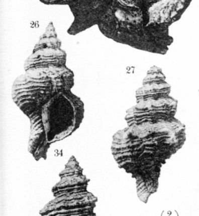 Ocinebrina sp. - Pliocene