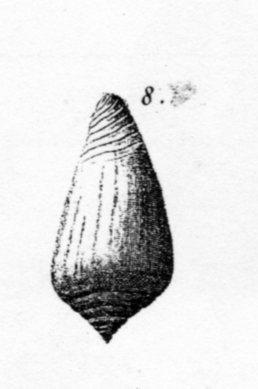 Conus pyrula (Brocchi, 1814 ) - Pliocene