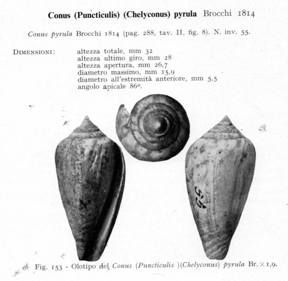 Conus pyrula (Brocchi, 1814 ) - Pliocene