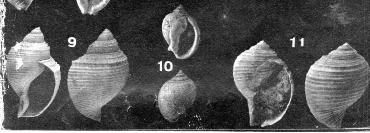 Eudolium fasciatum (Borson, 1821) - Pliocene