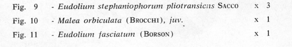 Eudolium fasciatum (Borson, 1821) - Pliocene