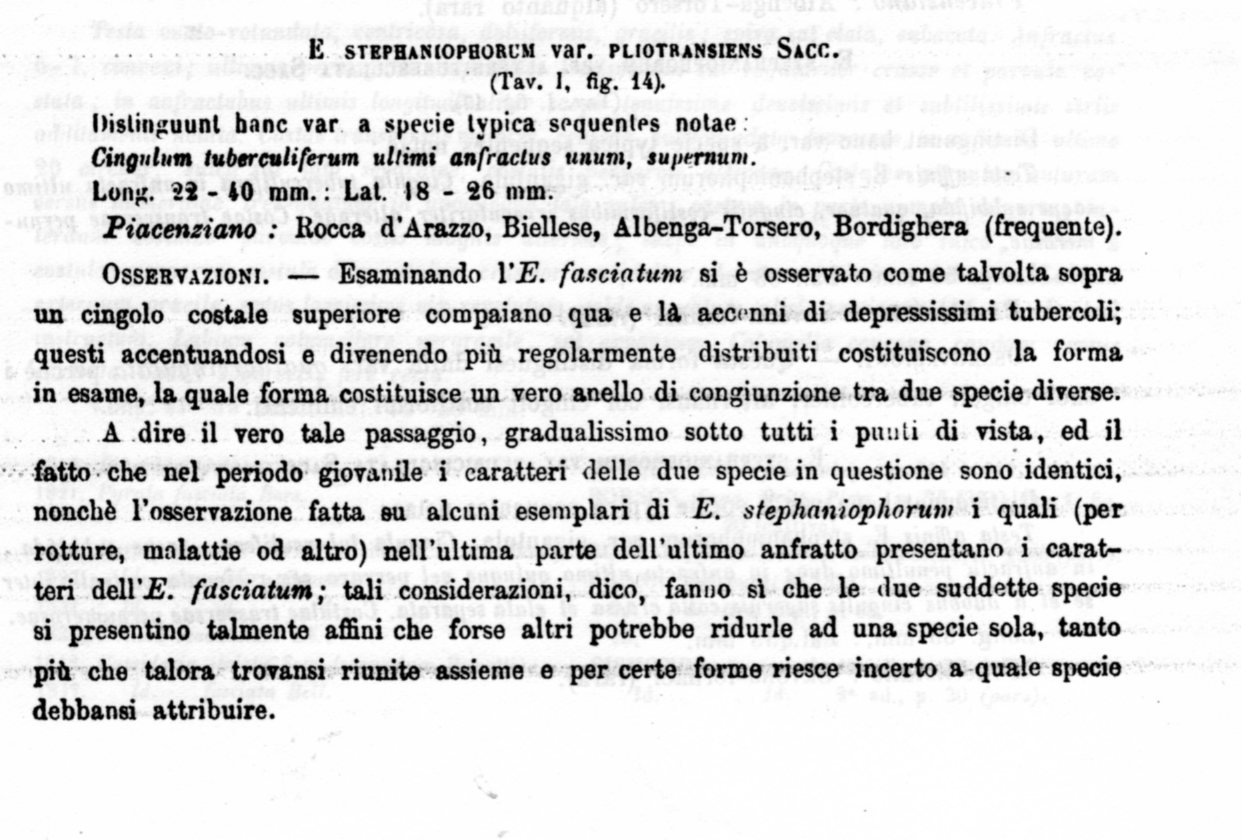 Eudolium fasciatum (Borson, 1821) - Pliocene