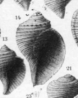 Eudolium fasciatum (Borson, 1821) - Pliocene