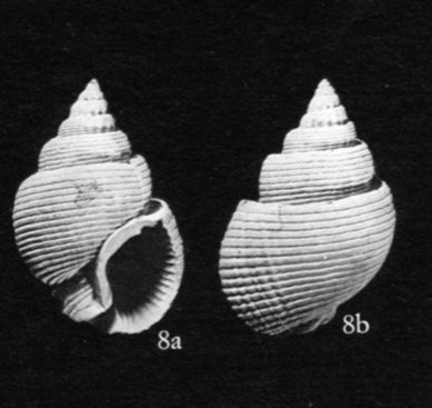 id pliocene biellese