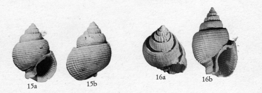 id pliocene biellese