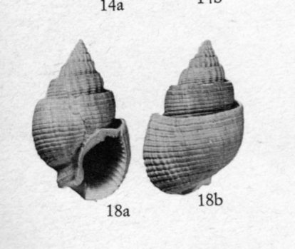 id pliocene biellese