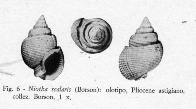 id pliocene biellese