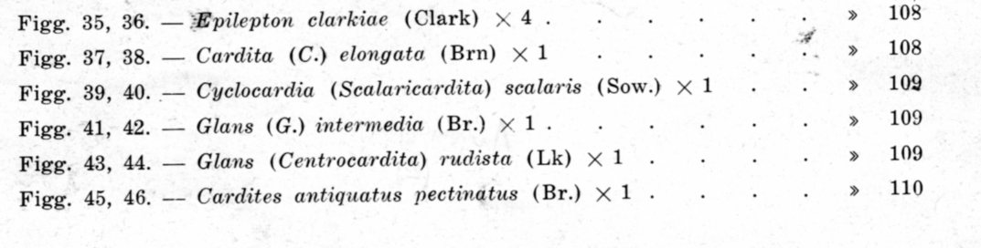 Cardites sp.