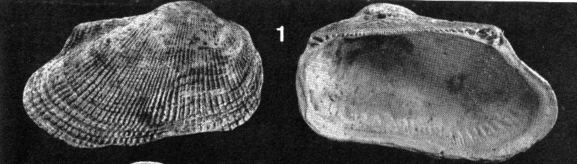 Barbatia cfr. candida (Chemnitz, 1784) sensu Caprotti