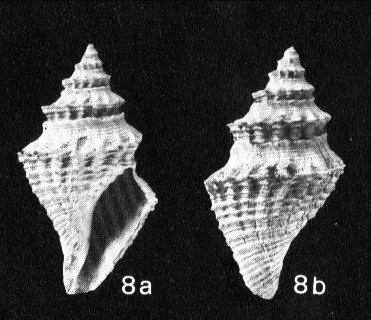 Genota bonellii (Bellardi, 1847) - Imola - Pliocene