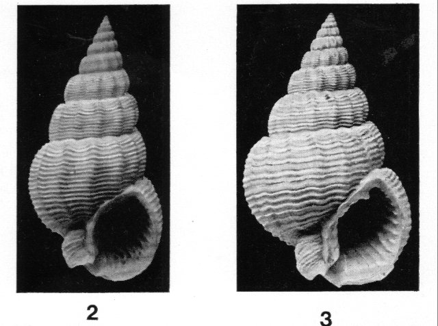 Nassarius prysmaticus (Brocchi, 1814)  Pliocene - Imola