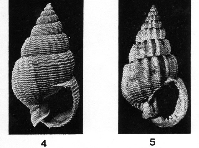 Nassarius prysmaticus (Brocchi, 1814)  Pliocene - Imola