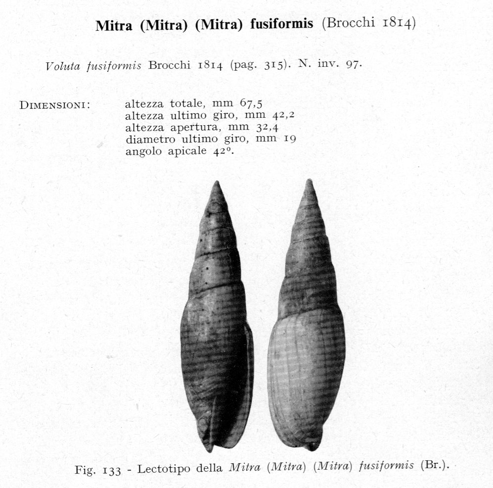 Mitra fusiformis (Brocchi, 1814)  Pliocene Corazzano