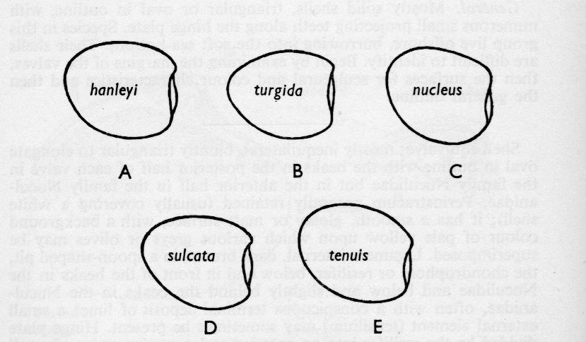 Nucula 1... e poi?