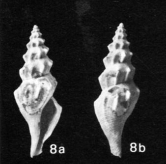 Turricola dimidiata (Brocchi, 1814) - Pliocene