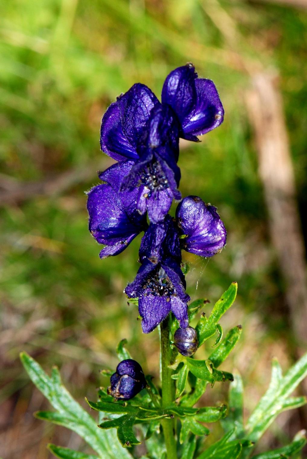 Aconitum napellus e Cirsium eriophorum