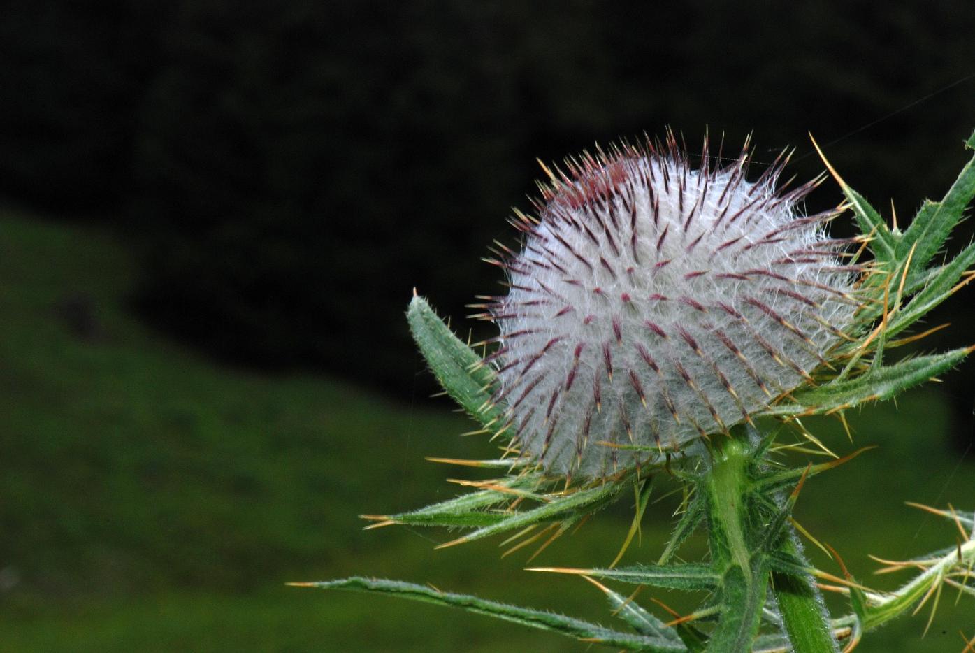 Aconitum napellus e Cirsium eriophorum