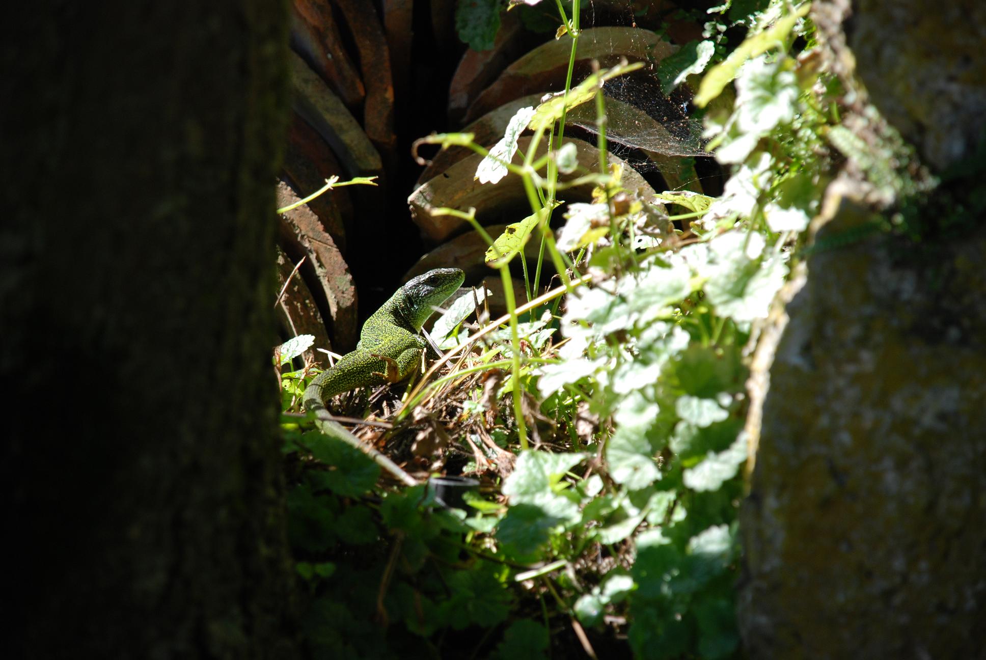 Lacerta bilineata femmina