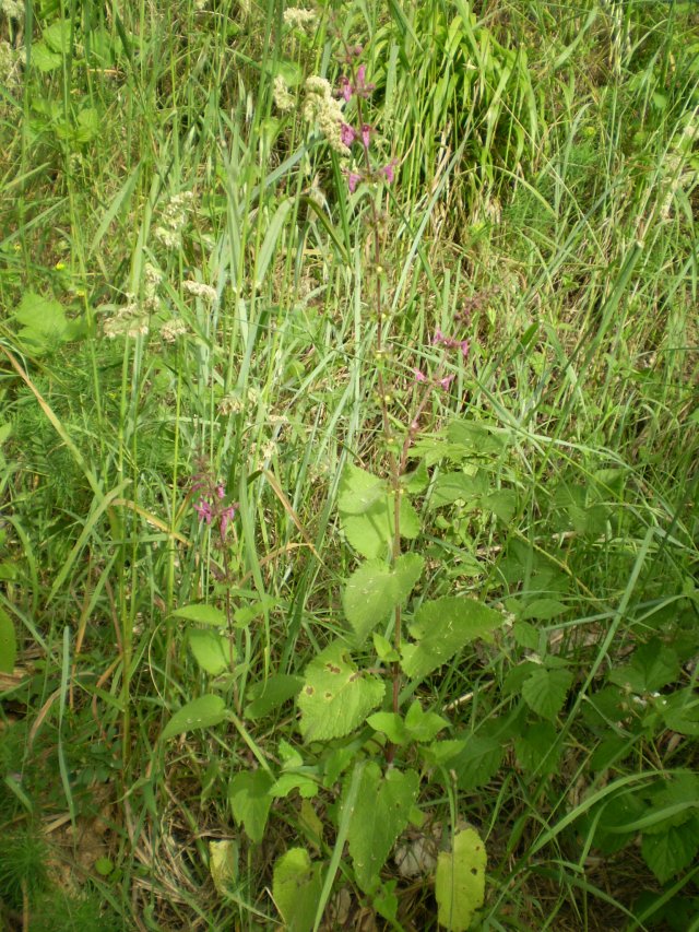 Labiata: Stachys sylvatica