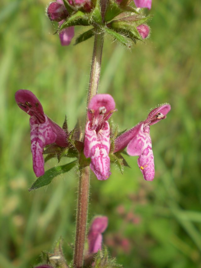 Labiata: Stachys sylvatica