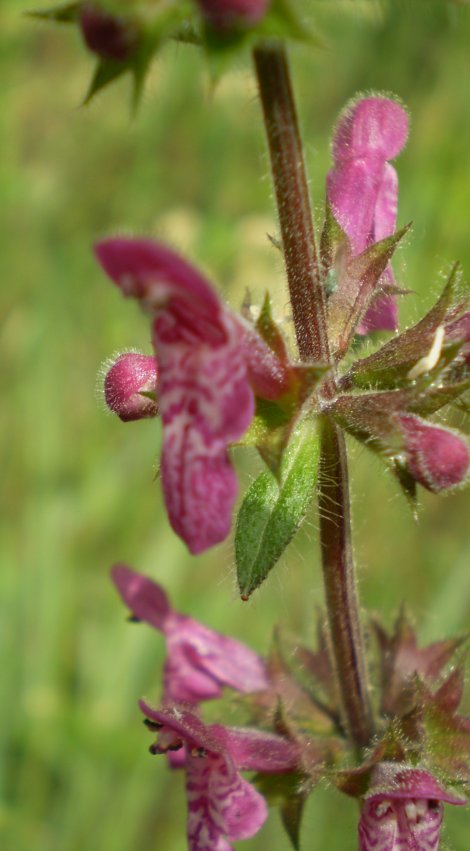 Labiata: Stachys sylvatica