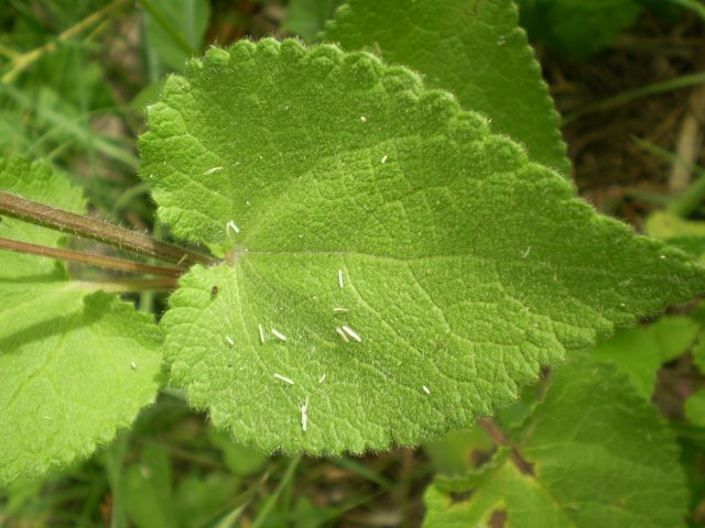 Labiata: Stachys sylvatica