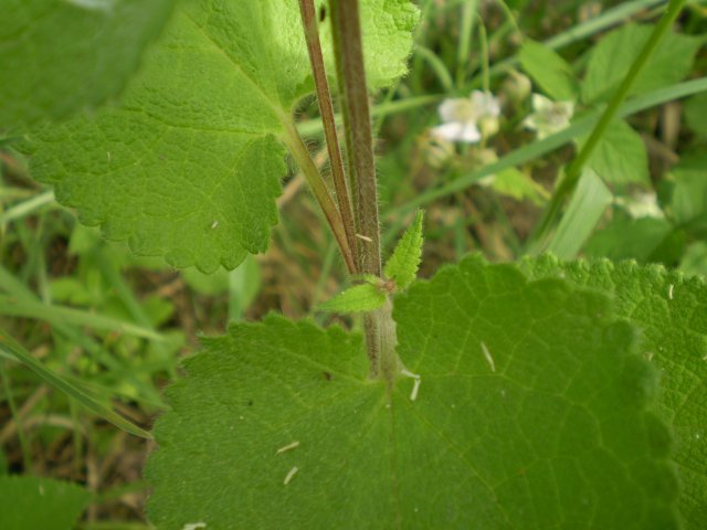 Labiata: Stachys sylvatica