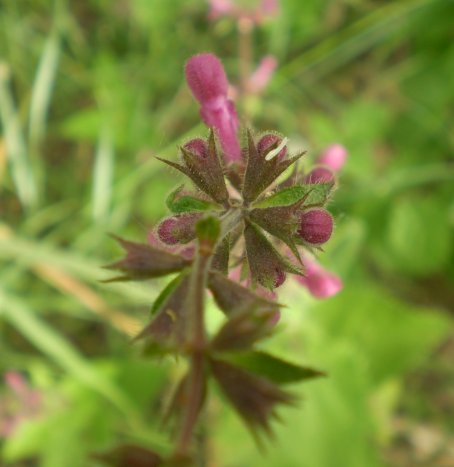 Labiata: Stachys sylvatica